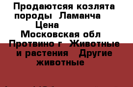 Продаютсяя козлята породы-“Ламанча“. › Цена ­ 7 000 - Московская обл., Протвино г. Животные и растения » Другие животные   